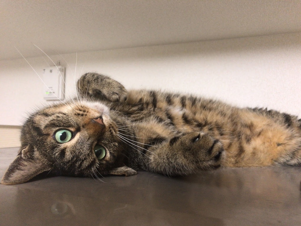 f:id:pocoshiki:20190528215601j:plain:w300