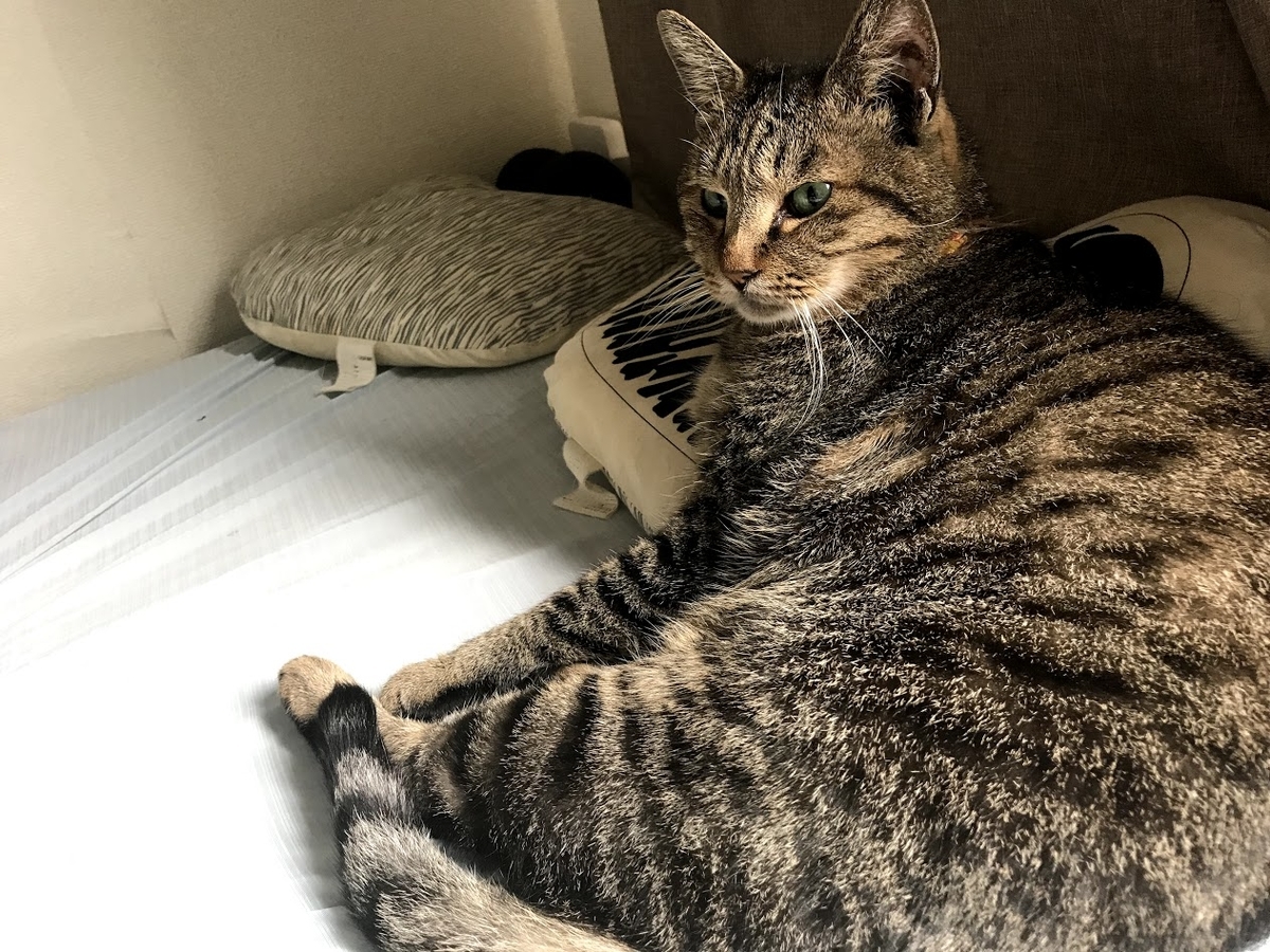 f:id:pocoshiki:20190630232920j:plain:w300