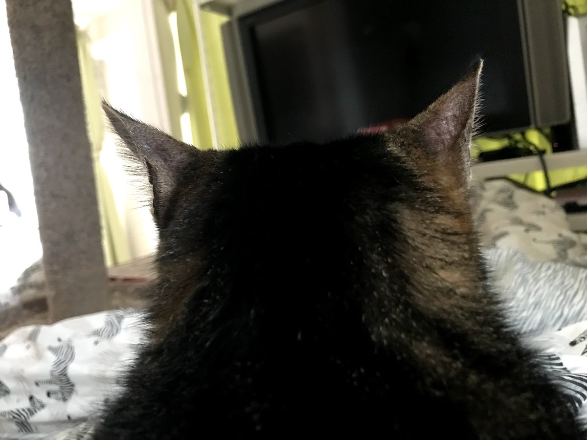 f:id:pocoshiki:20190720004527j:plain:w300 f:id:pocoshiki:20190720004527j:plain:w300