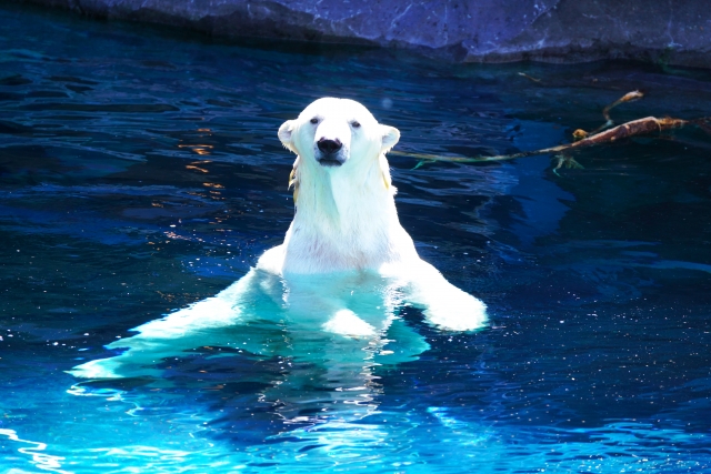 f:id:pointia:20211201173454j:plain