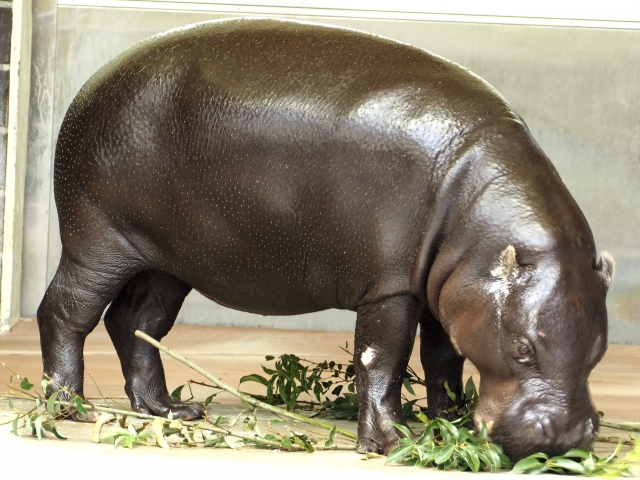 f:id:pointia:20211206221611j:plain