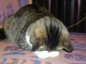 f:id:poison3rd:20110216133059j:image f:id:poison3rd:20110216133059j:image