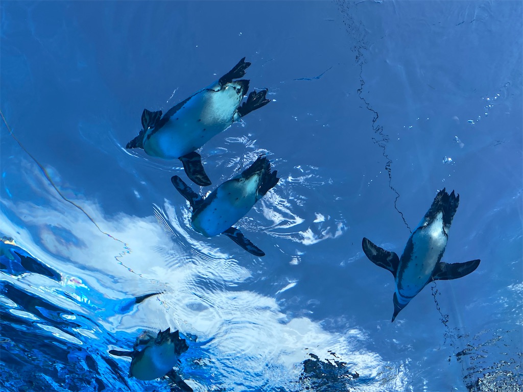 空飛ぶペンギン しろくま親娘のブログ