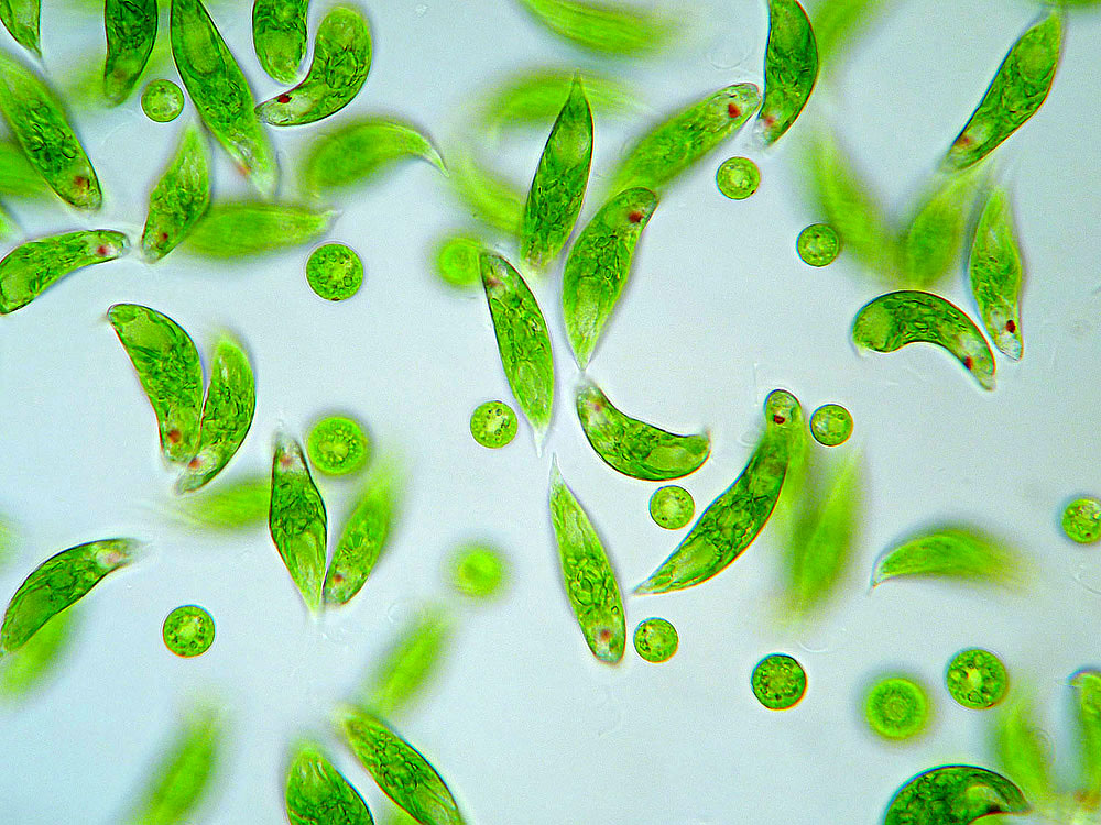 企業 世界を変えさせておくれよ ミドリムシで 無知無知の木