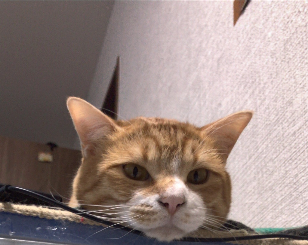 f:id:poke-tan:20180521234526j:image:w300
