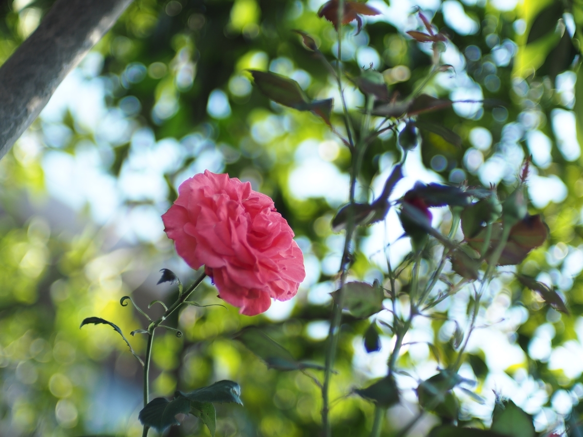 f:id:poke4wd:20190529000331j:plain f:id:poke4wd:20190529000331j:plain