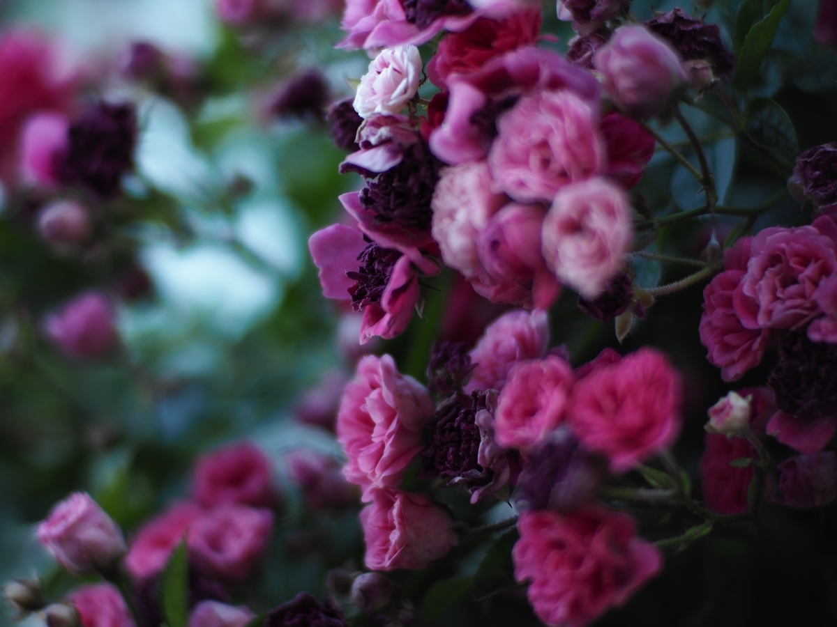 f:id:poke4wd:20190529000356j:plain f:id:poke4wd:20190529000356j:plain