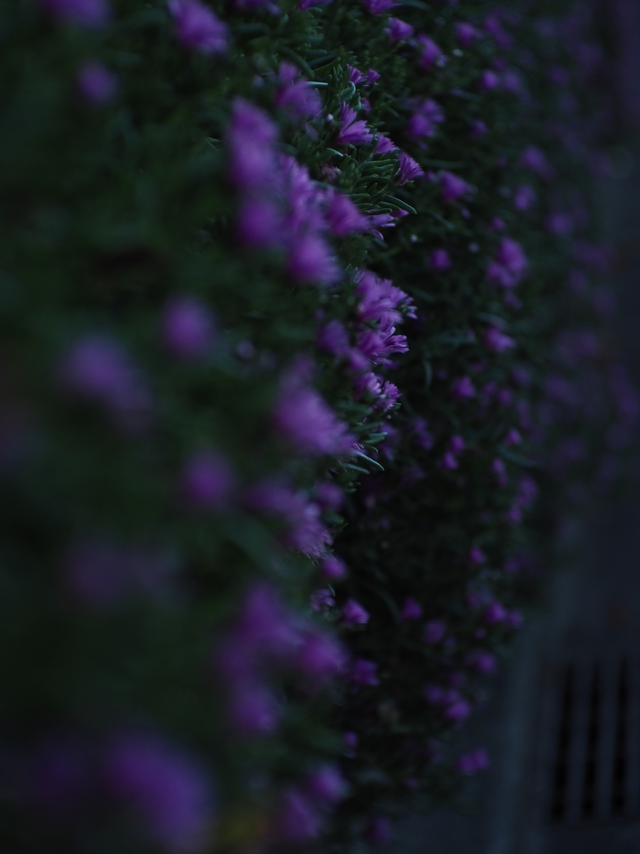 f:id:poke4wd:20190529000659j:plain f:id:poke4wd:20190529000659j:plain