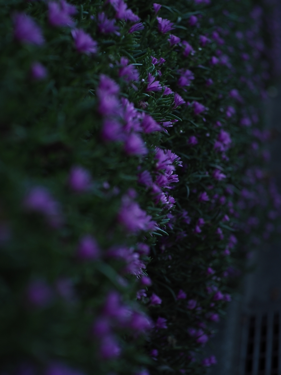 f:id:poke4wd:20190529000726j:plain f:id:poke4wd:20190529000726j:plain