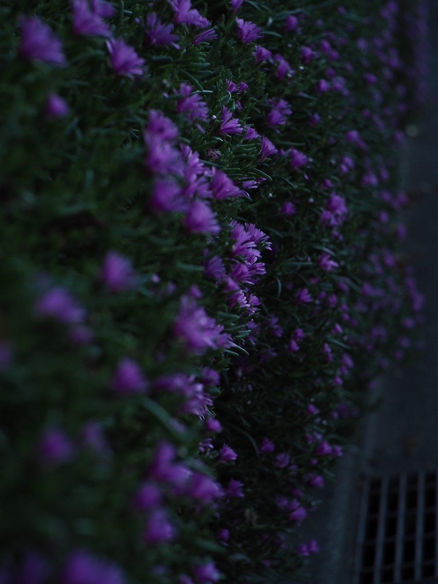 f:id:poke4wd:20190529000750j:plain f:id:poke4wd:20190529000750j:plain