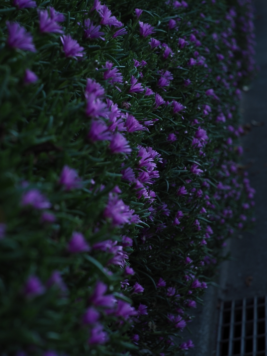 f:id:poke4wd:20190529000817j:plain f:id:poke4wd:20190529000817j:plain
