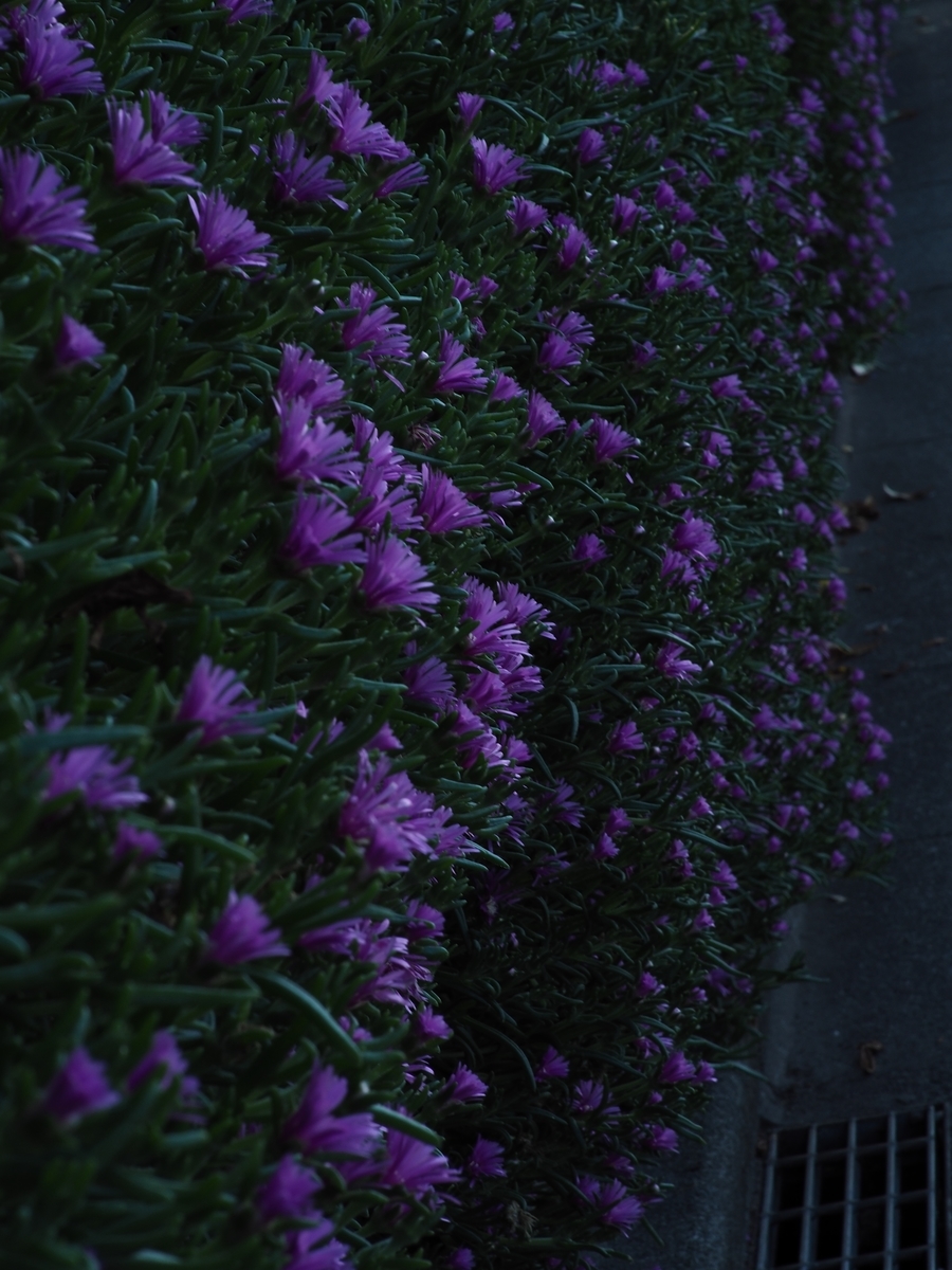 f:id:poke4wd:20190529000850j:plain f:id:poke4wd:20190529000850j:plain
