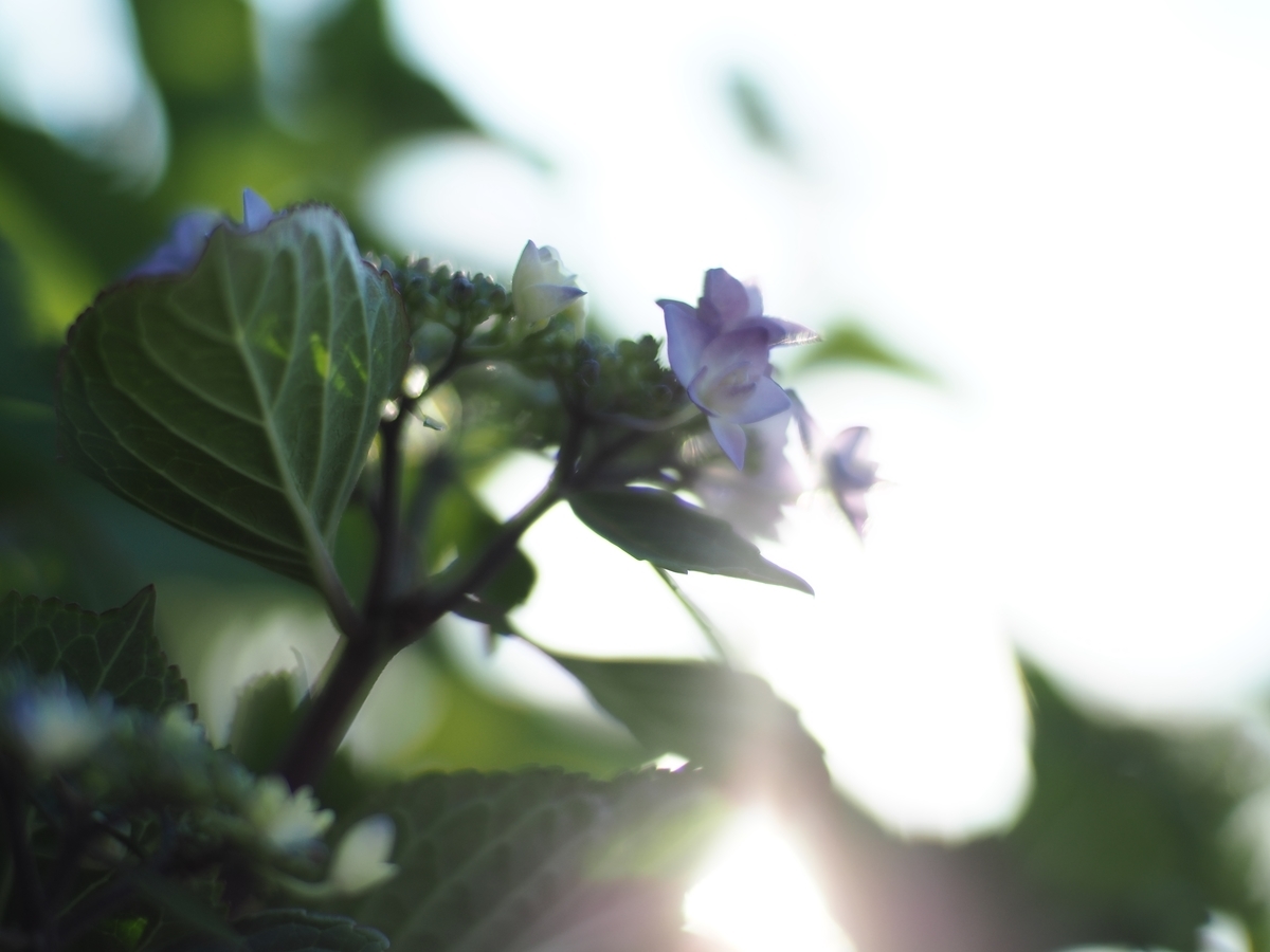 f:id:poke4wd:20190529000920j:plain f:id:poke4wd:20190529000920j:plain