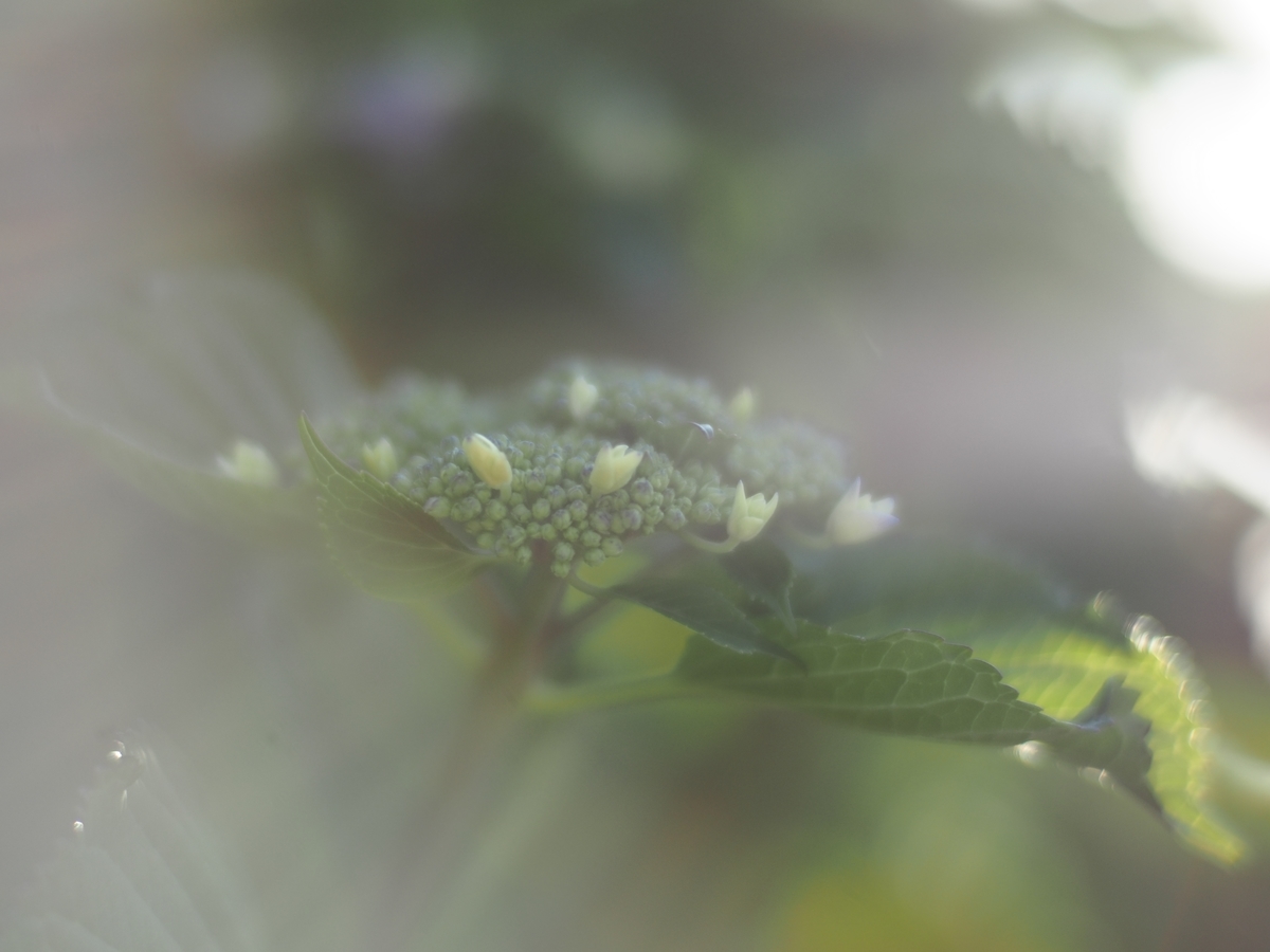 f:id:poke4wd:20190529000941j:plain f:id:poke4wd:20190529000941j:plain