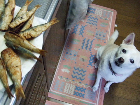 f:id:pokefuku2:20090829170524j:image