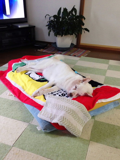 f:id:pokefuku2:20140823093705j:image