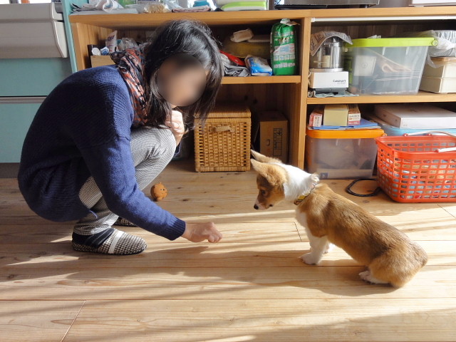 f:id:pokefuku2:20141221111101j:image