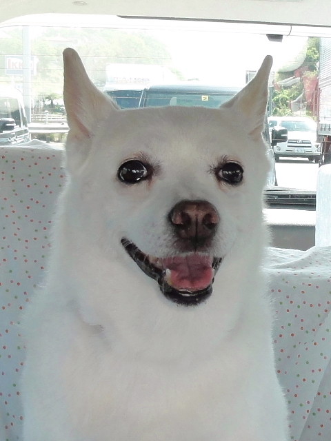 f:id:pokefuku2:20141231094409j:image