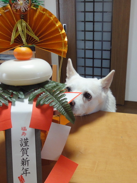 f:id:pokefuku2:20161230094817j:image