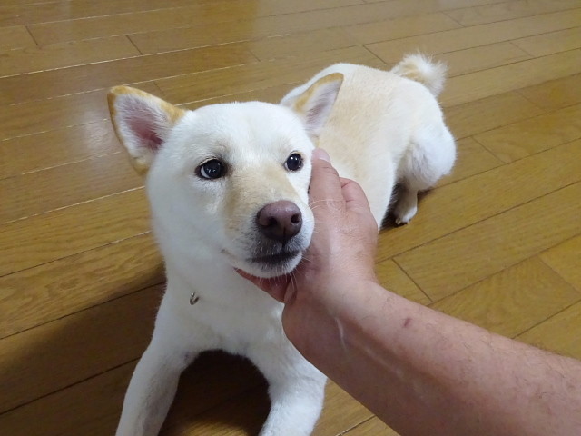 f:id:pokefuku2:20180712172052j:image