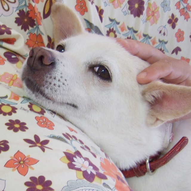 f:id:pokefuku2:20190126094939j:plain