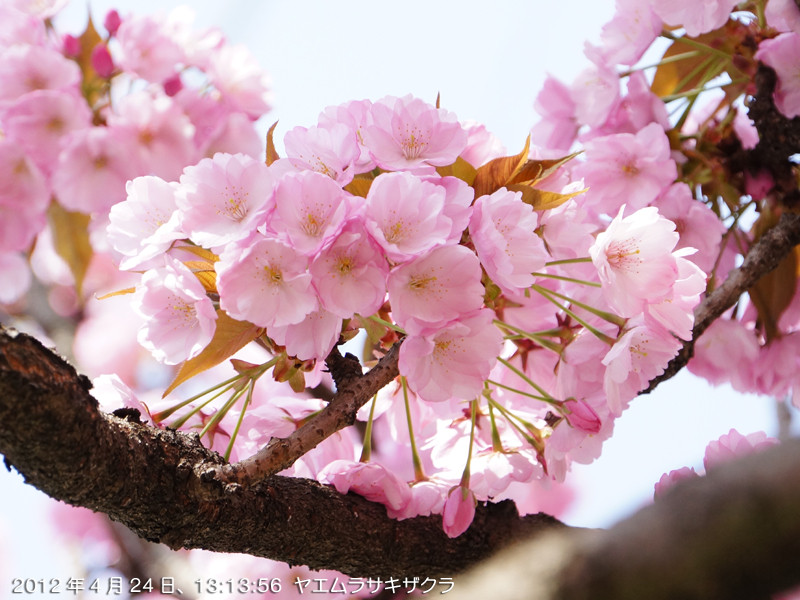 f:id:poki2:20120424131356j:image