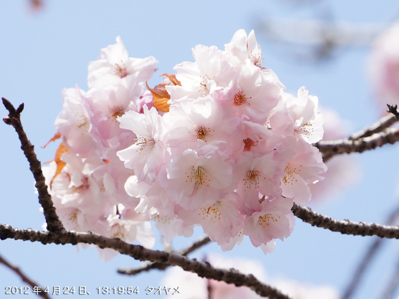 f:id:poki2:20120424131954j:image