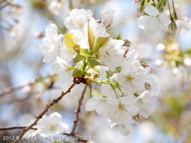 f:id:poki2:20120424133015j:image