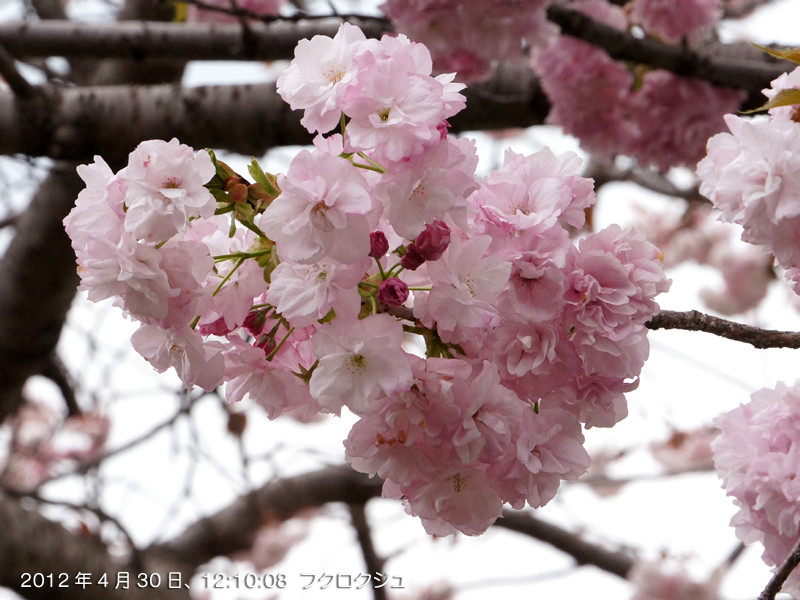 f:id:poki2:20120430121008j:image
