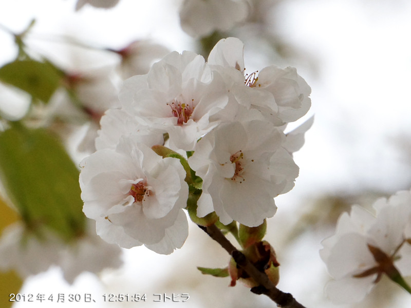 f:id:poki2:20120430125154j:image