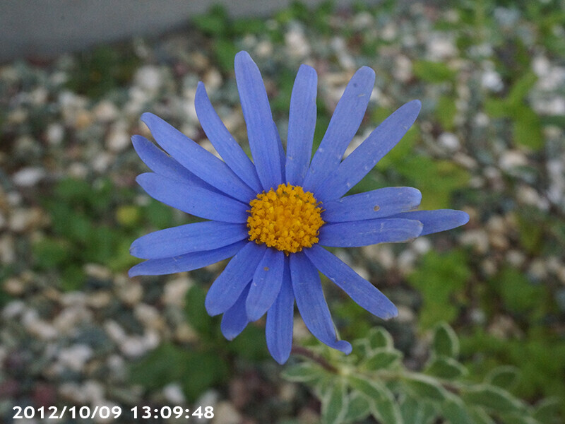 ブルーデイジー