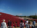 [国営ひたち海浜公園]コキア