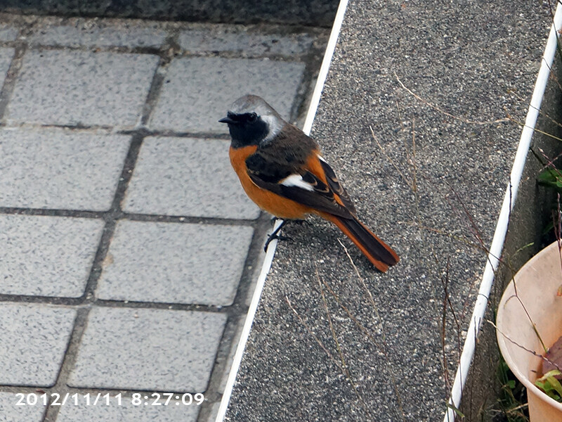 鳥