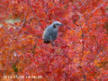 [その他]鳥