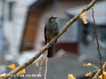[その他]鳥