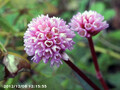 [花]謎の花