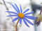 ブルーデイジー