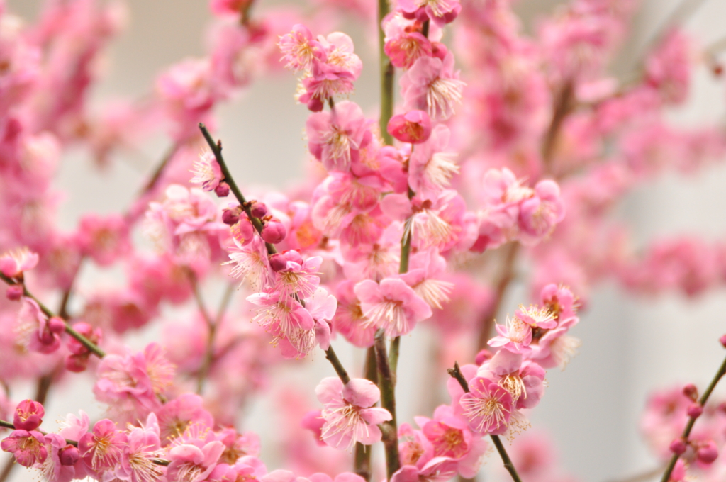 f:id:pokipokiman:20170312192931j:plain f:id:pokipokiman:20170312192931j:plain