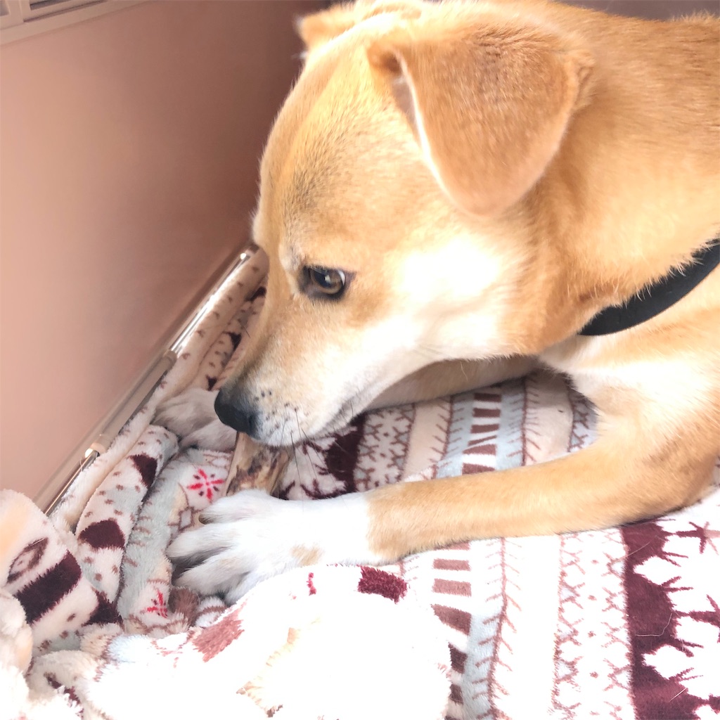 f:id:poko-aru:20190716174552j:image f:id:poko-aru:20190716174552j:image