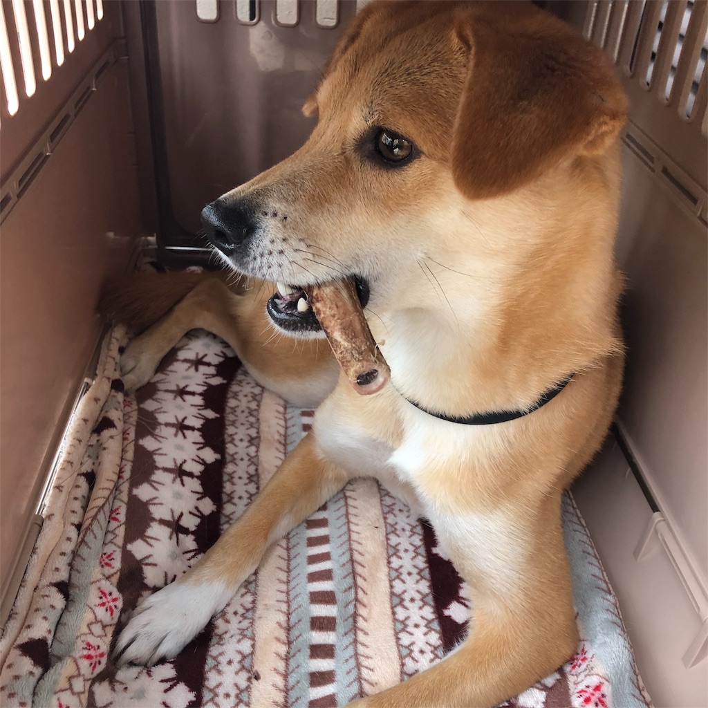 f:id:poko-aru:20190716174555j:image f:id:poko-aru:20190716174555j:image