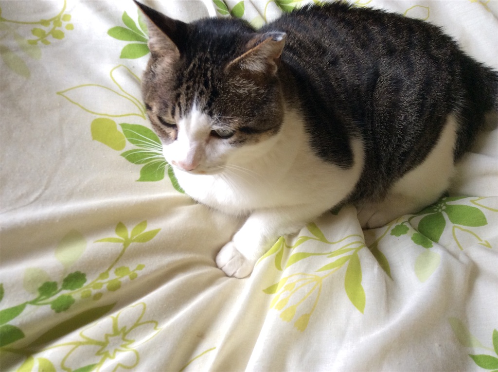 f:id:poko-miko:20181127190246j:image f:id:poko-miko:20181127190246j:image