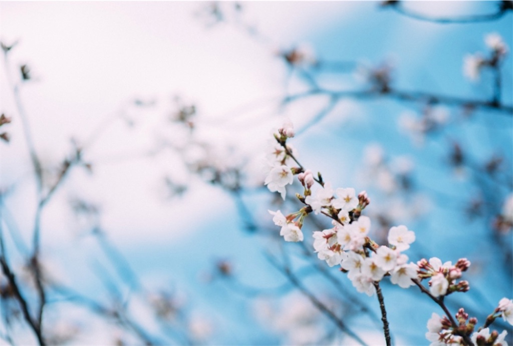 f:id:pokomama:20190116235140j:image:w240,h160
