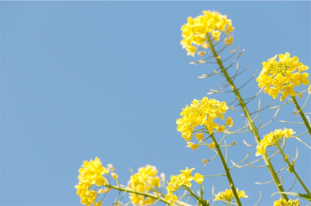 f:id:pokomama:20200324213403j:image:w260,h180