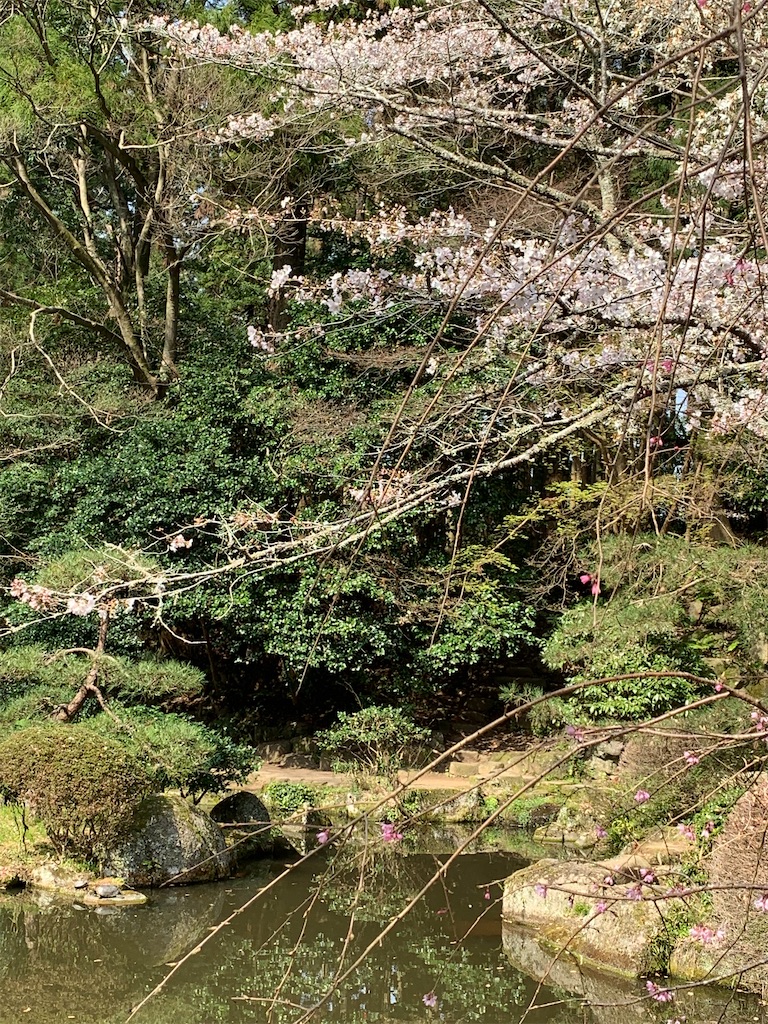 f:id:pokomama:20200324230929j:image:w250,h300