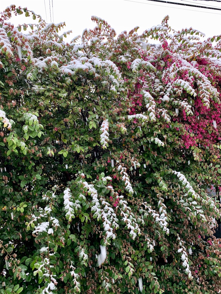 f:id:pokomama:20200329083619j:image:w260,h300
