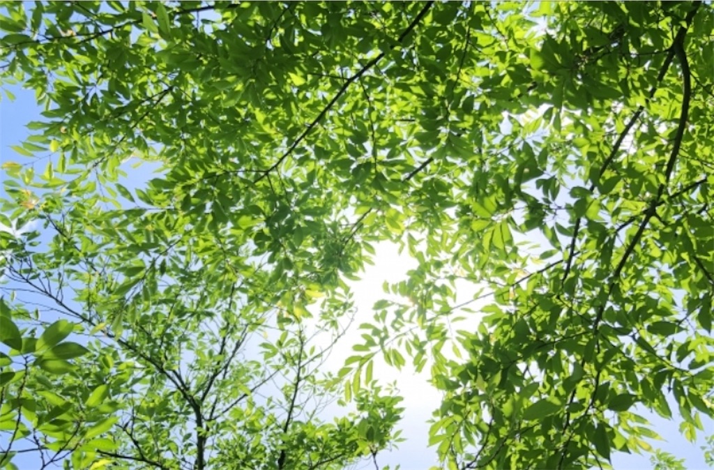 f:id:pokomama:20200903191257j:plain:w260,h190