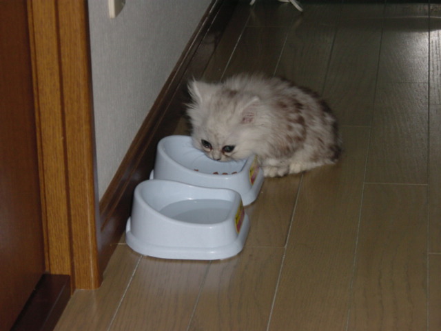 f:id:pokomiru1010:20180728234120j:plain