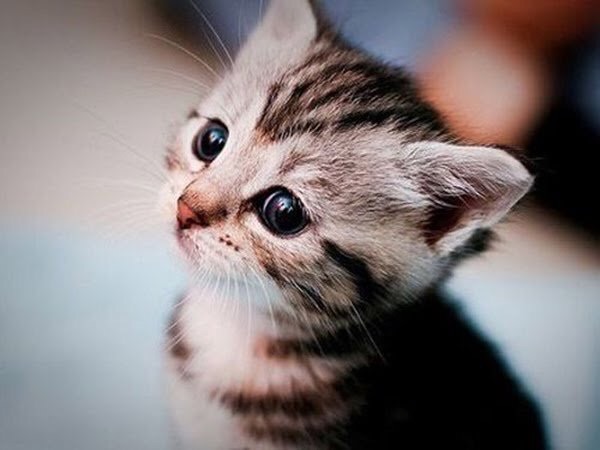 f:id:pokomonn:20171110114717j:image f:id:pokomonn:20171110114717j:image
