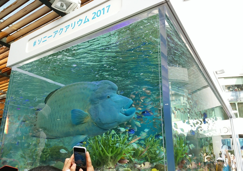 f:id:pokonan:20170814183631j:plain