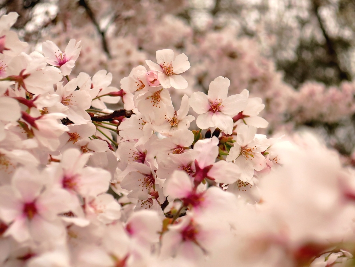 f:id:pokonan:20190403010106j:plain